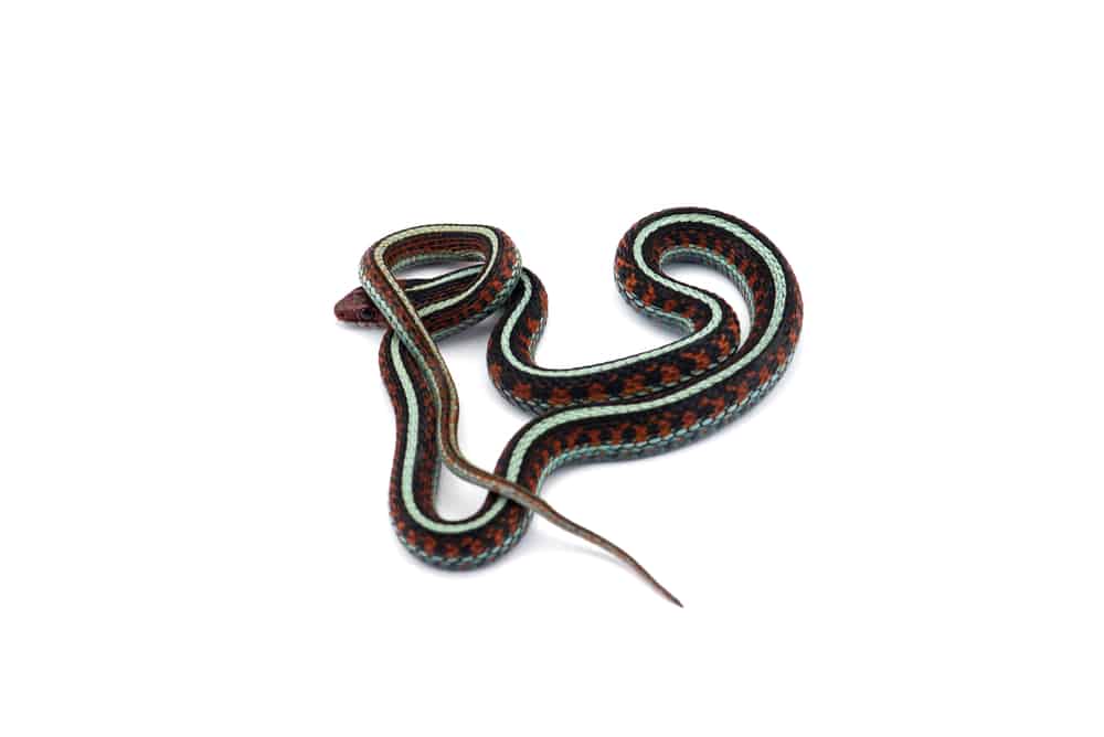 Eastern Garter Snake on white background