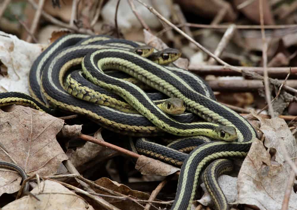Eastern Garter Snakes on top of each other around dead leaves and twigs