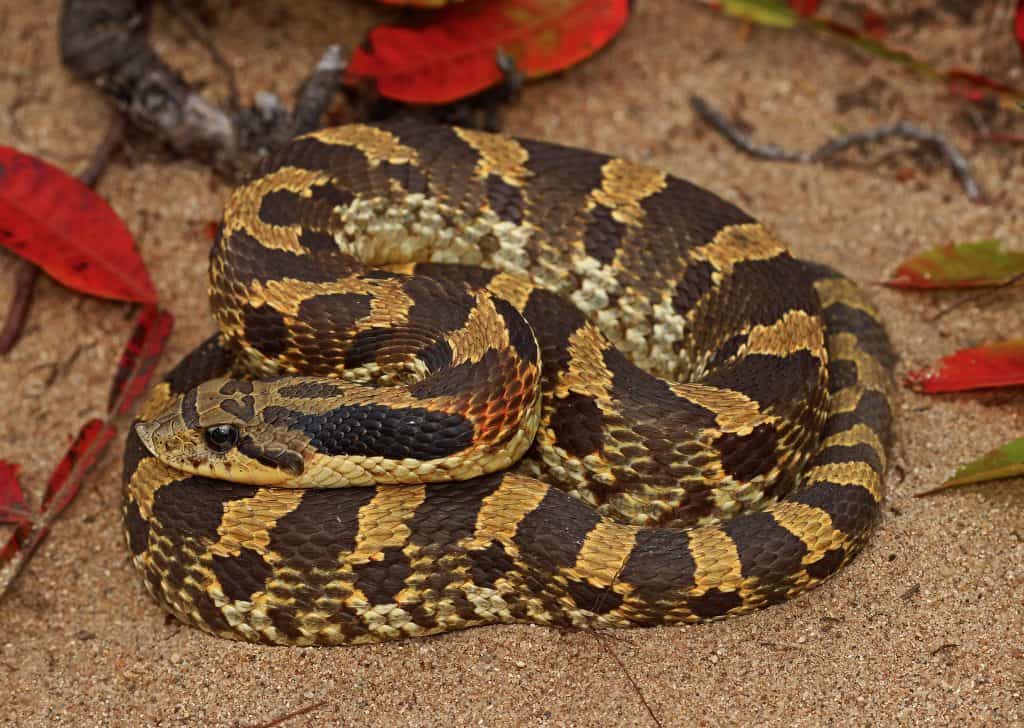 Eastern Hognose Snake coiled on top of sand  with dead leaves around