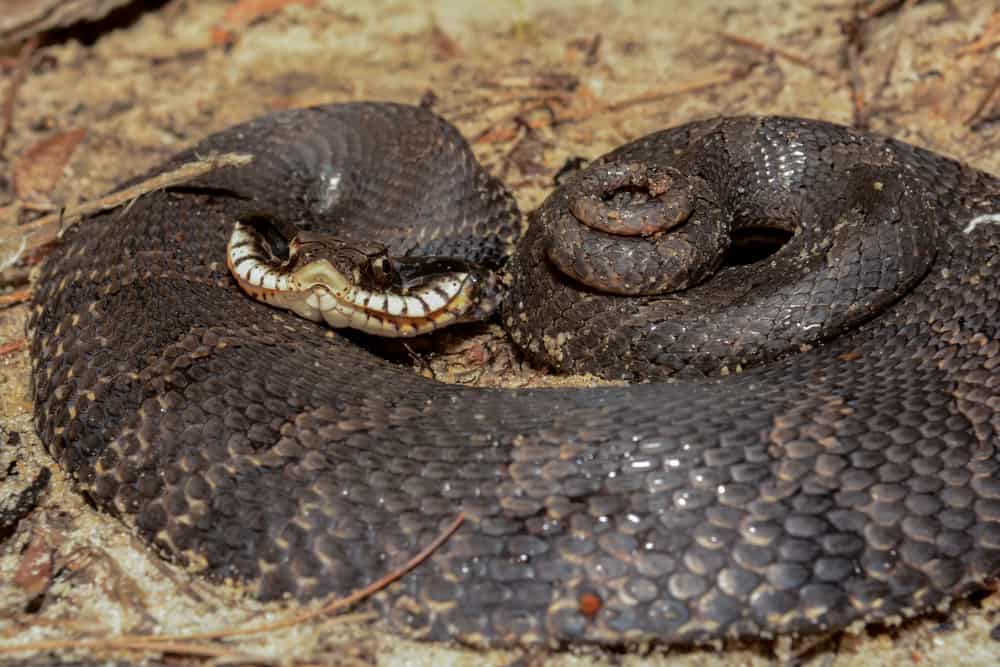 Eastern Hognose Snake coiled on top of twigs