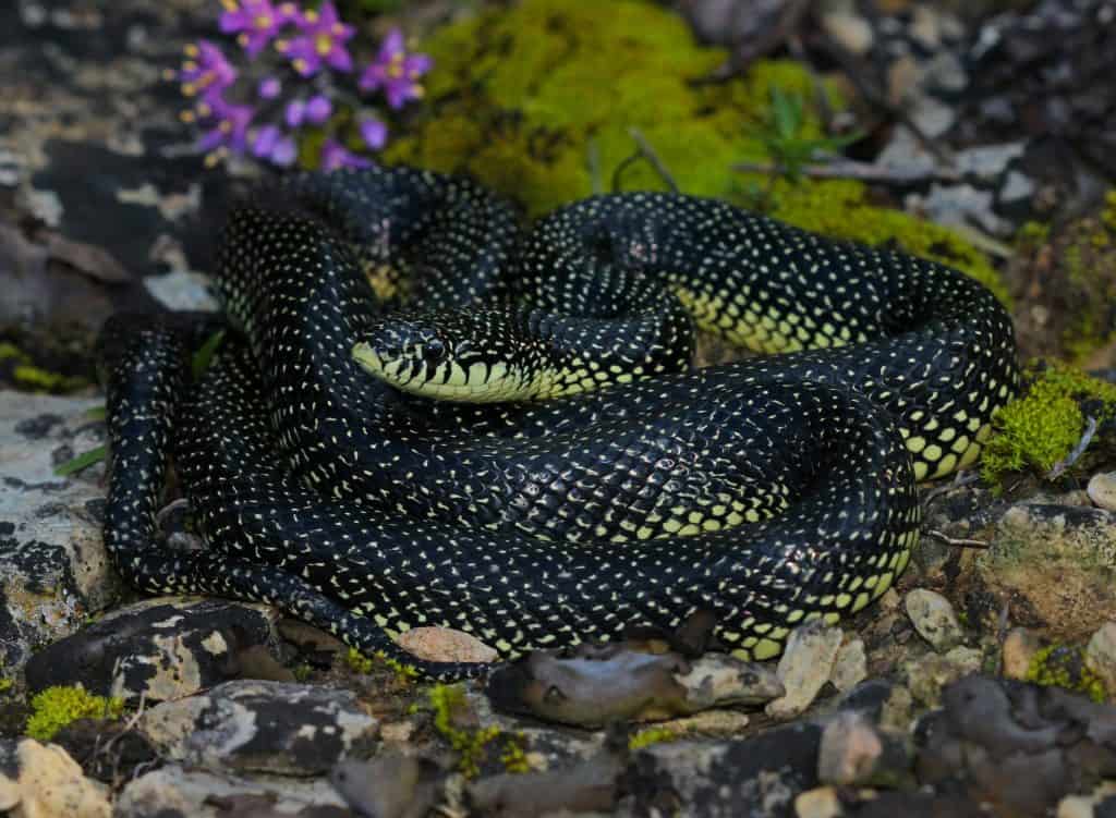 Eastern Kingsnake coiled  on top of rocks with flowers and grass in the background
