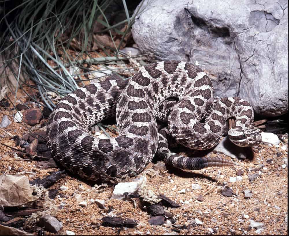 Eastern Massasauga showing its rattle with a rock and grass in the background