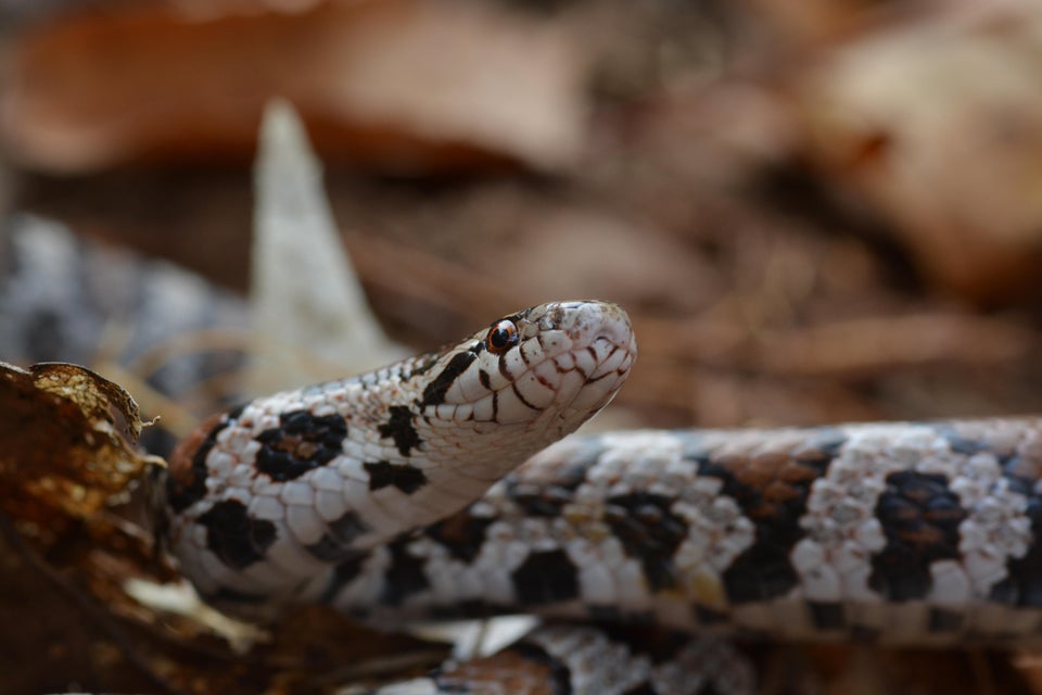 Eastern milk snake close up on top of dead leaves
