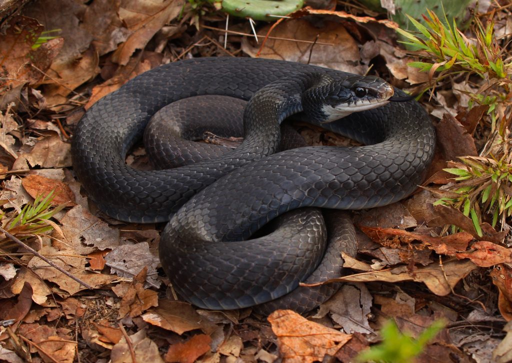 Eastern racer coiled on top of dead leaves