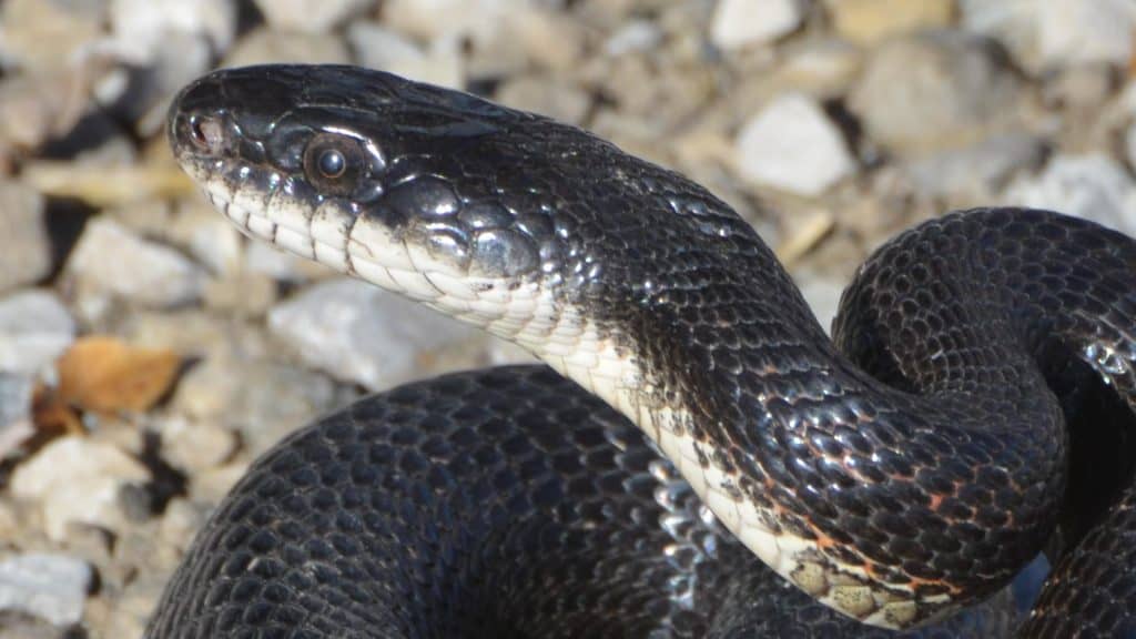 Eastern Rat Snake close up with rocks in the background