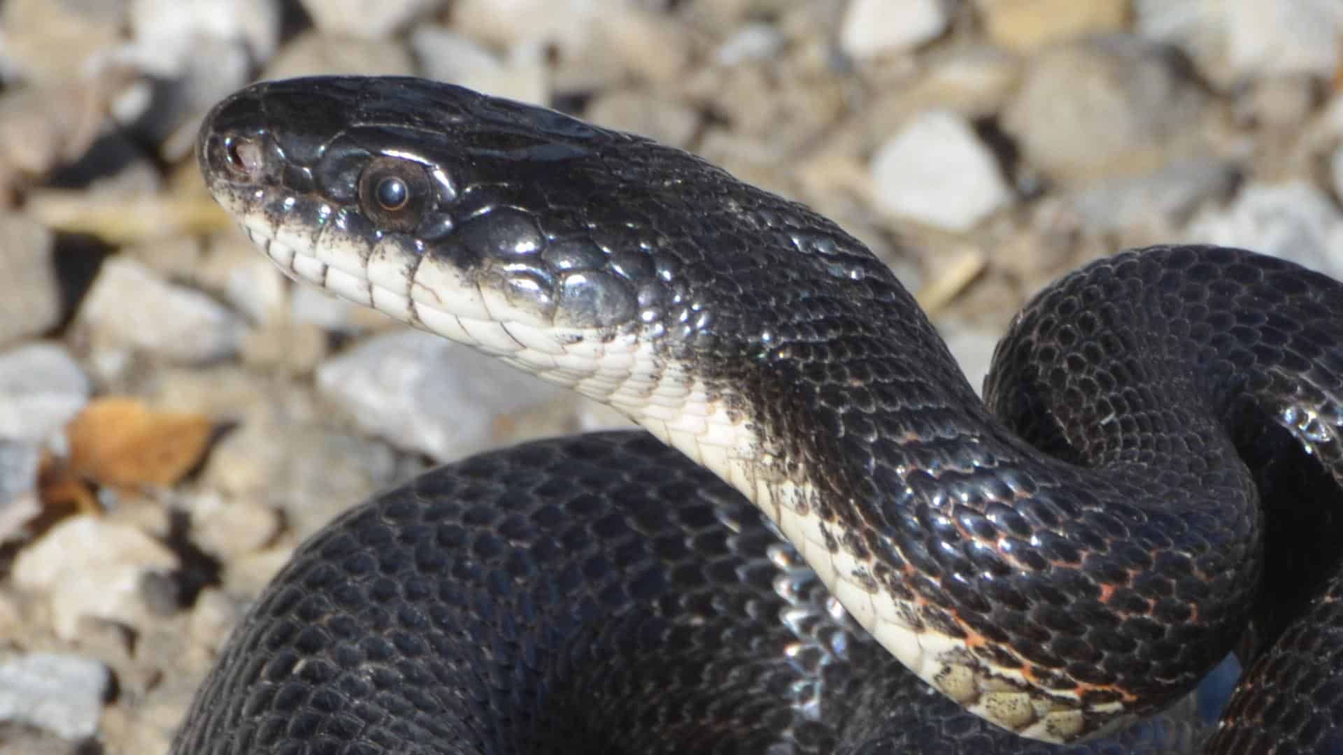 Massachusetts Snakes Identification Guide With Pics & Tips!