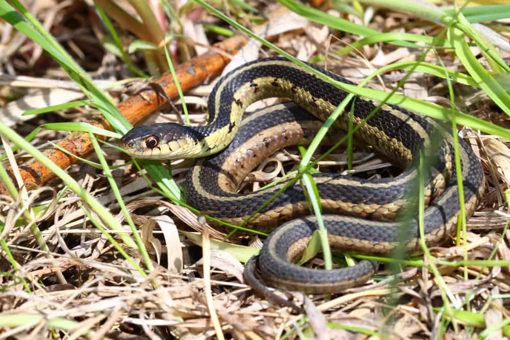 Garter Snake surrounded by green and dead grass