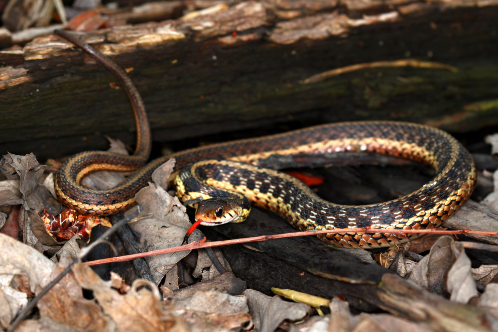 Garter Snake on top of dead leaves with a tree bark behind