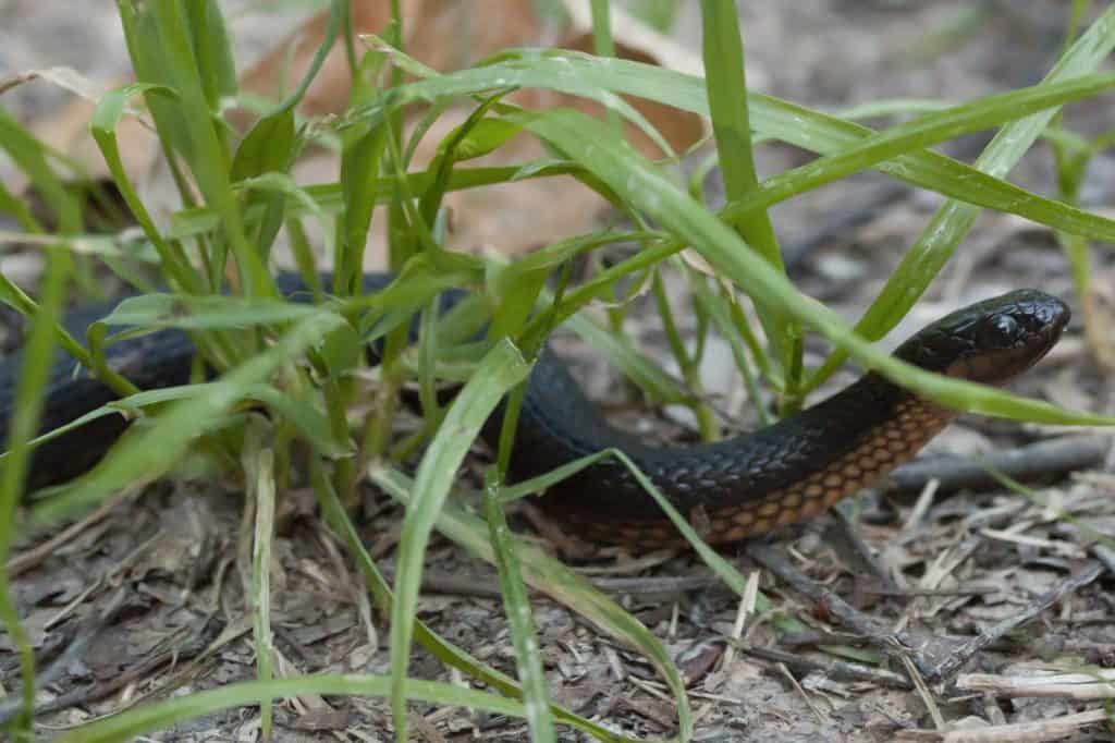 Glossy Crayfish Snake slithering to a small patch of grass