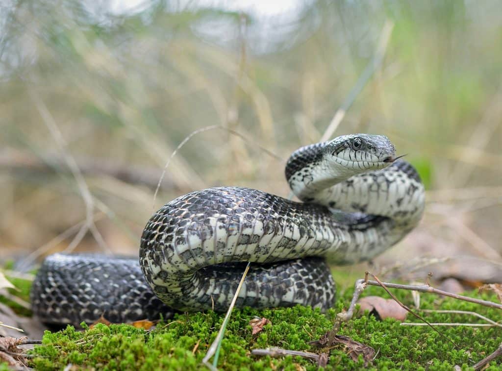 Gray Ratsnake (Pantherophis spiloides) · iNaturalist