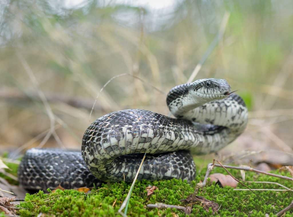 Gray Ratsnake with its tongue out surrounded by grass and twigs