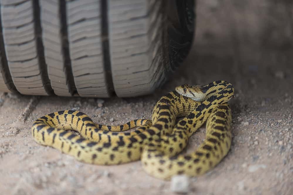Great Basin Gopher Snake under a wheel of a car