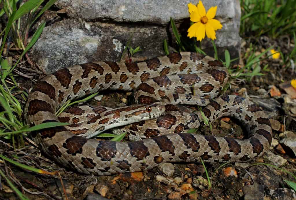 Great Plains Rat Snake surrounded by leaves, rocks, and a flower