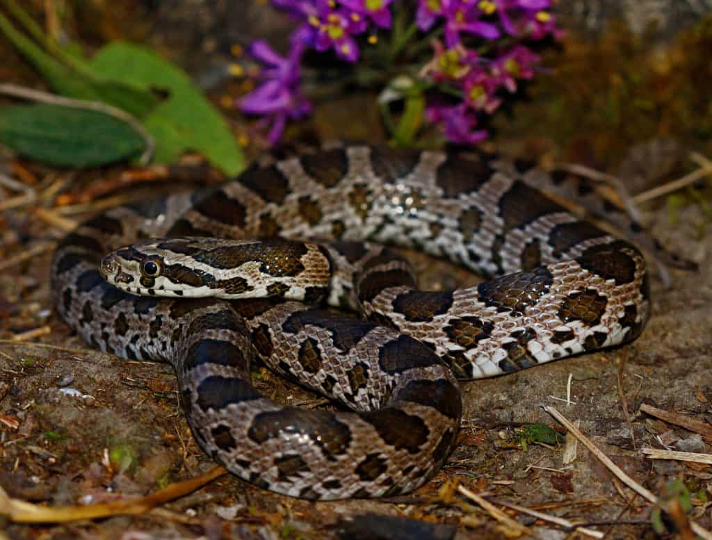 Great Plains Ratsnake coiled with leaves and flowers in the background