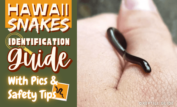 Hawaii Snakes Identification Guide (With Pics & Safety Tips)