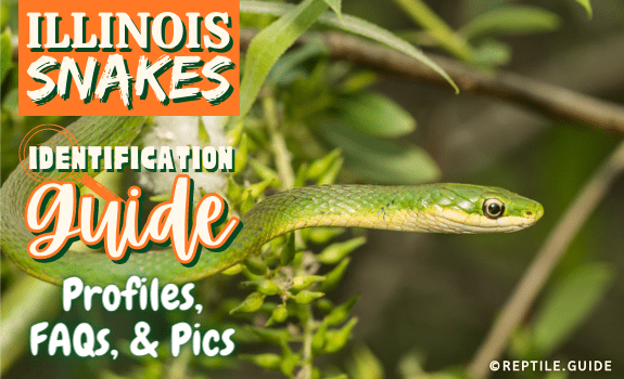 Illinois Snakes Identification Guide Profiles, FAQs, & Pics