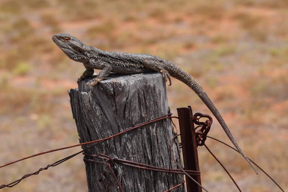 Central bearded dragon basking on top of a fence post