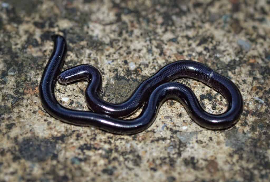 hawaii-snakes-identification-guide-with-pics-safety-tips