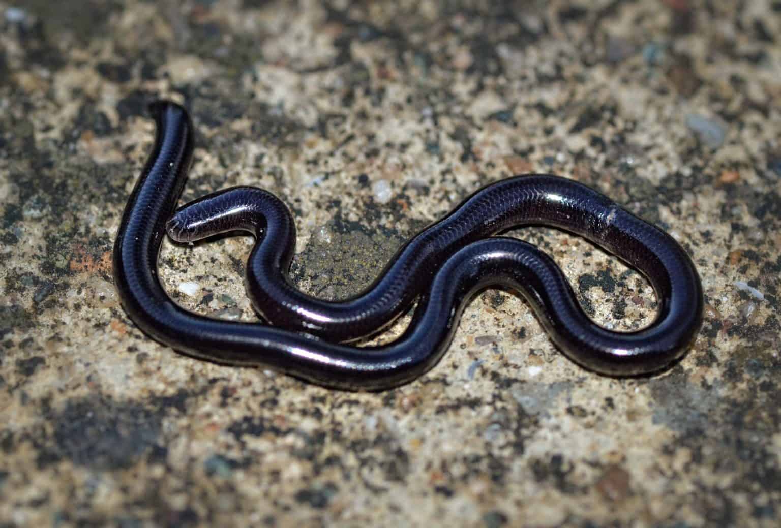Hawaii Snakes Identification Guide With Pics Safety Tips 