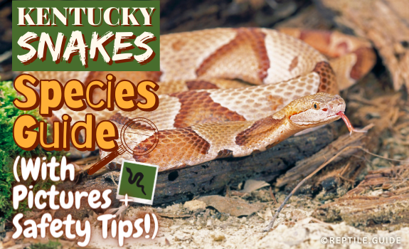Kentucky Snakes Species Guide (With Pictures + Safety Tips!)