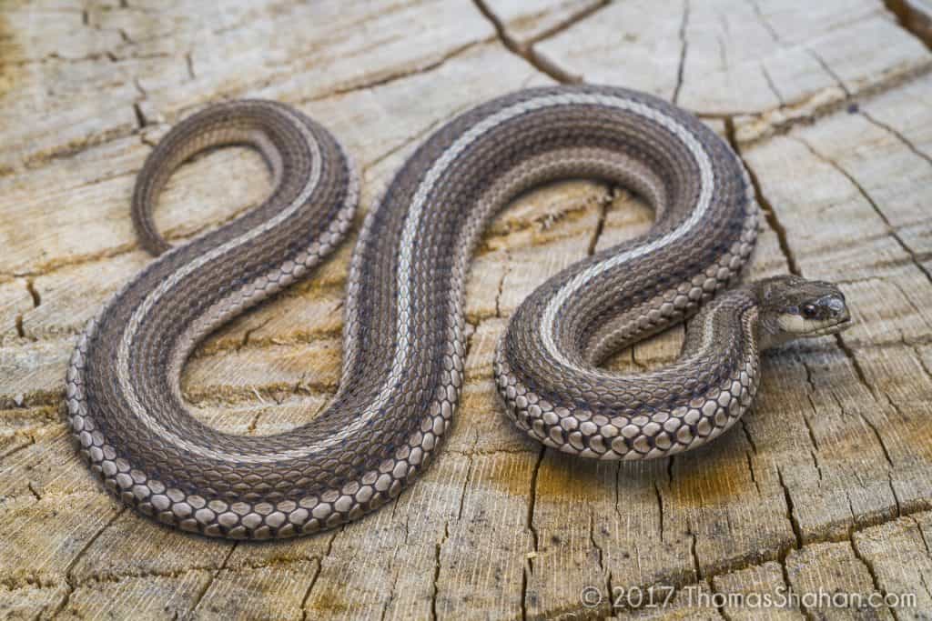 Lined Snake with its body flattened out to appear larger