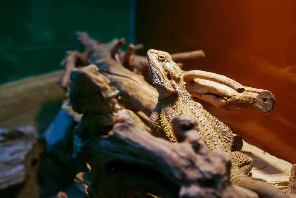 Central bearded dragon in it's enclosure basking
