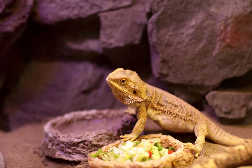 Central bearded dragon next to a bowl full of veggies