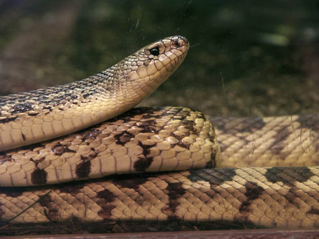 Louisiana Pine Snake close-up looking up