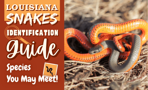 Louisiana Snakes Identification Guide Species You May Meet!