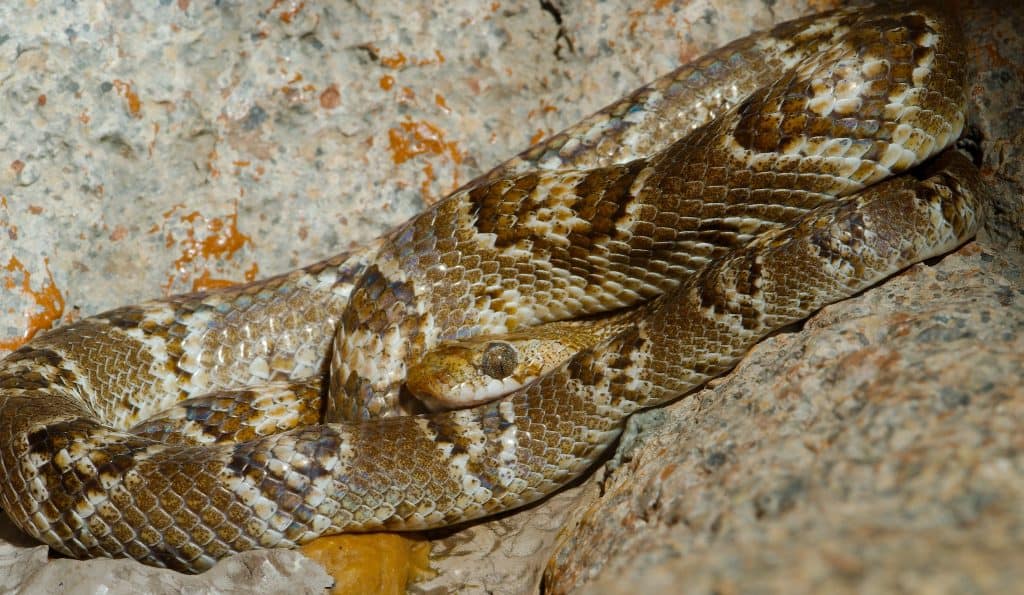 California Snakes Identification Guide: Species Index & Pics