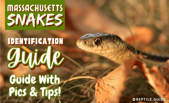 Massachusetts Snakes Identification Guide With Pics & Tips!