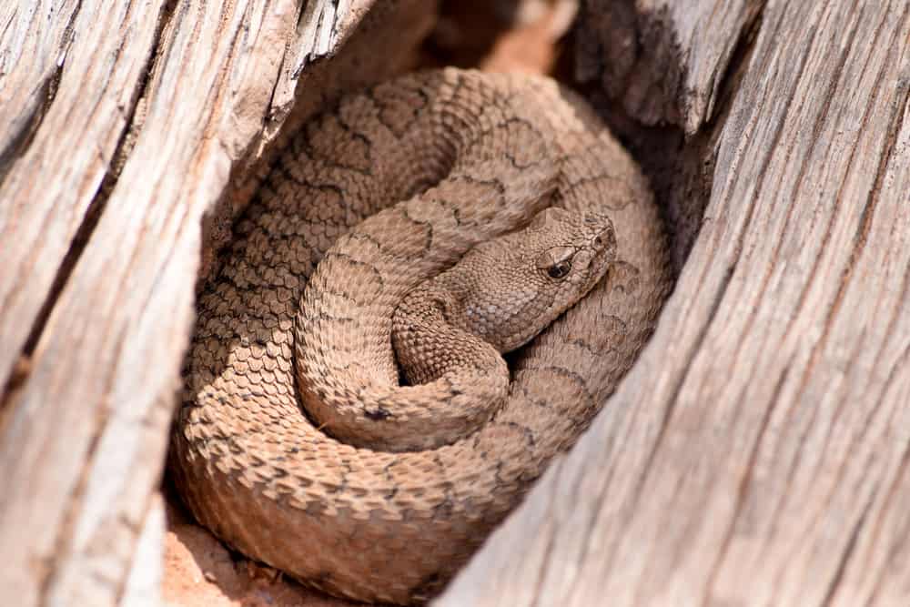 Midget Faded Rattlesnake coiled inside a log