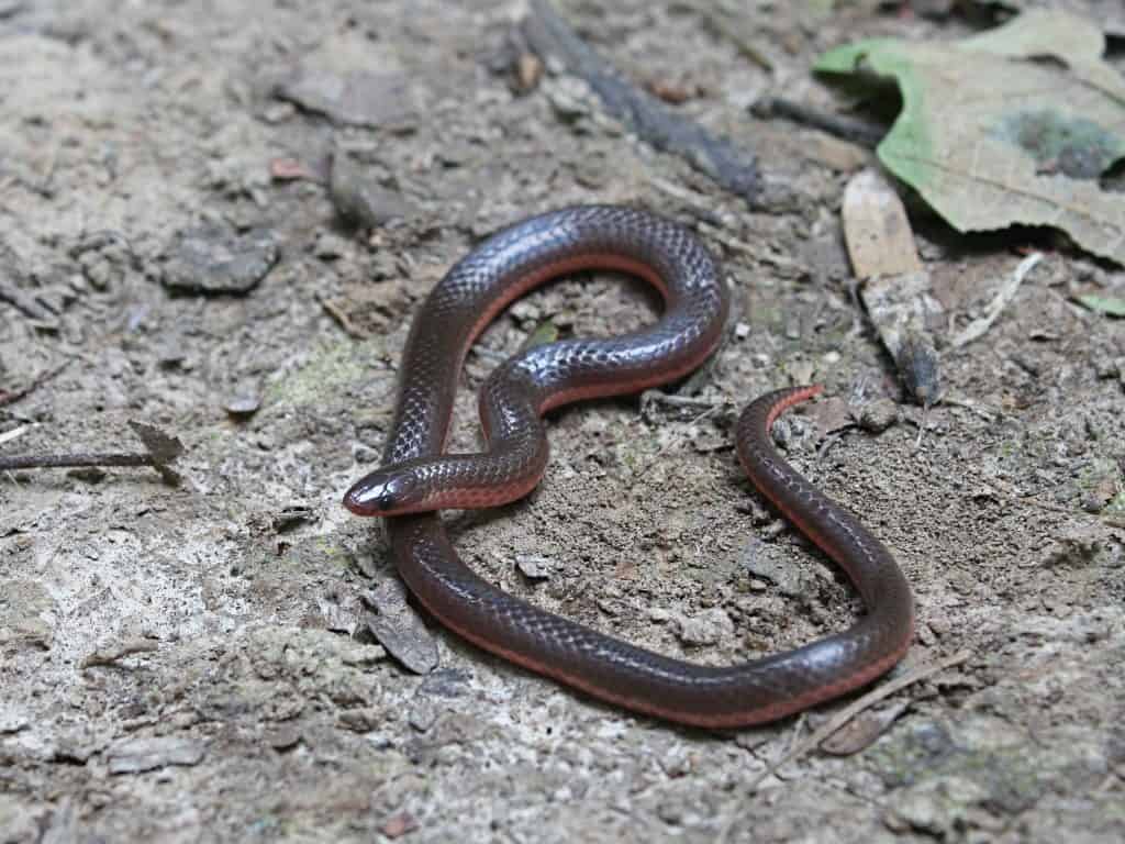Midwestern Worm Snake on the ground with dead leaves and rocks