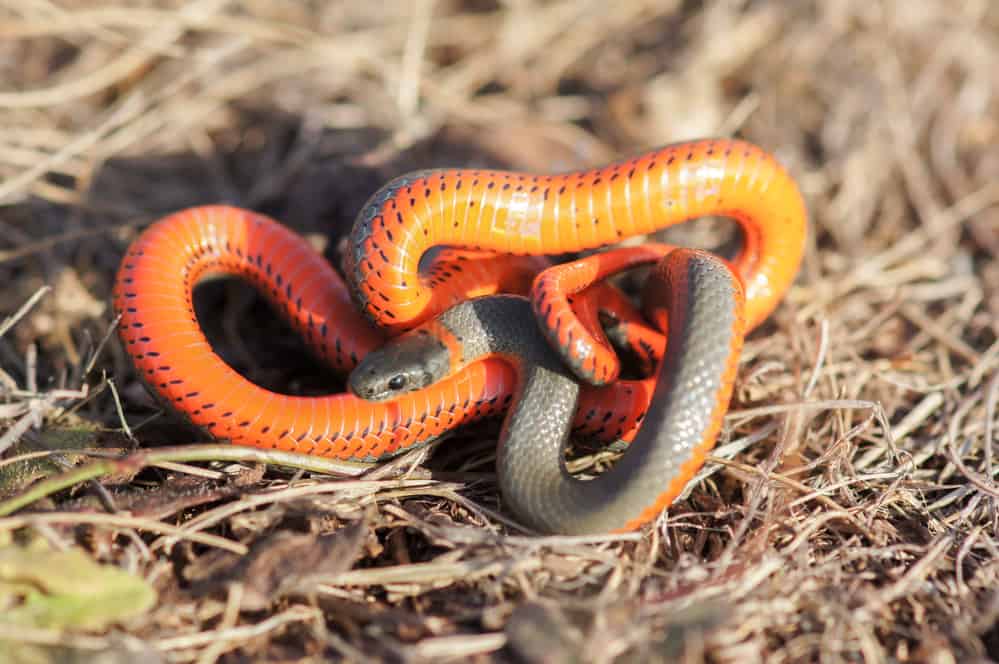 Monterey Ring-necked snake in a defensive posture on top of twigs