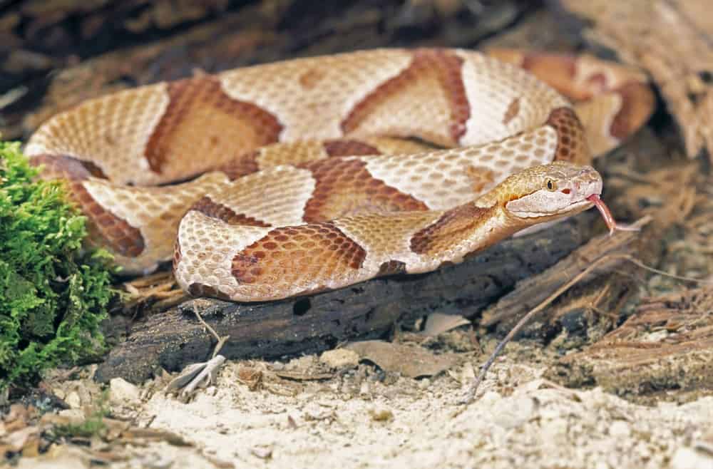 Northern Copperhead Snake with its tongue out on top of a wood and green leaves on the side