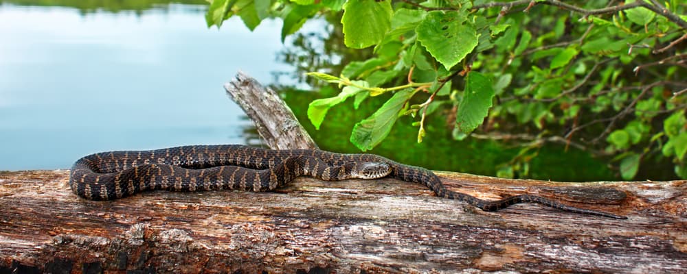 Northern Water Snake on top of tree branch