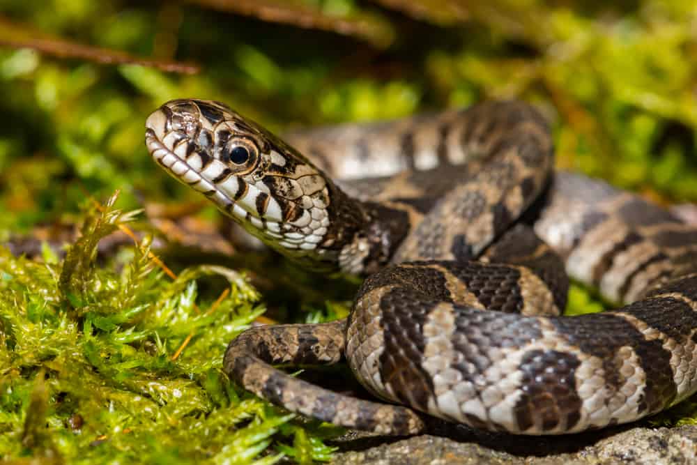 Northern Water Snake close up on top of grass