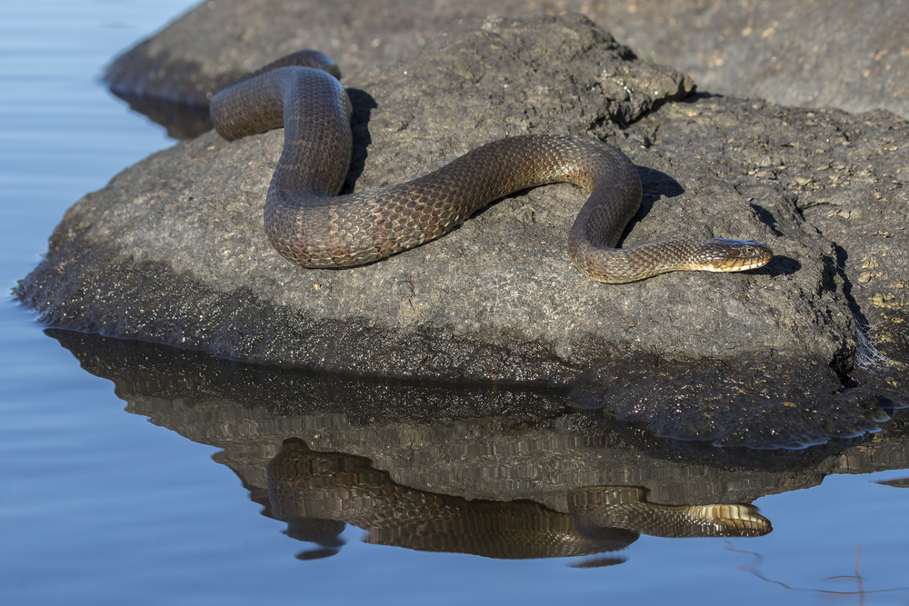 Northern water snake basking on top of a rock surrounded by water