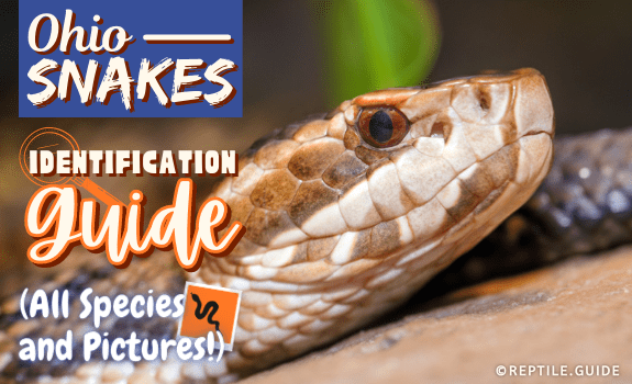 Ohio Snakes Guide: Identifying All Species (With Pictures!)