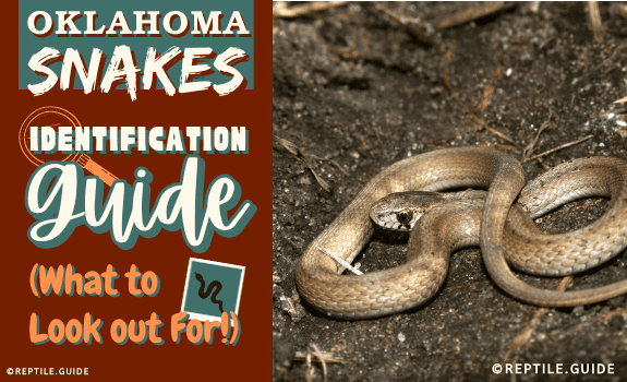 Oklahoma Snakes Identification Guide (What to Look out For!)