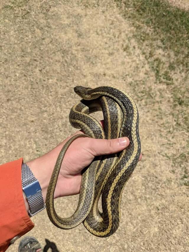 Person holding a garter snake outdoors