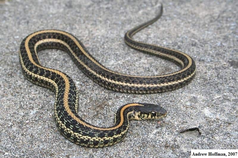 Plains Garter Snake on top of sand