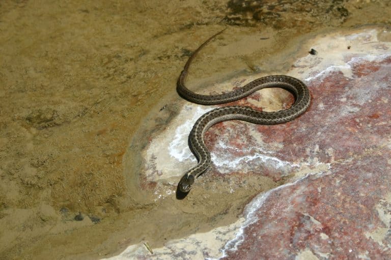 Colorado Snakes Identification Guide: Profiles, Pics, & Tips