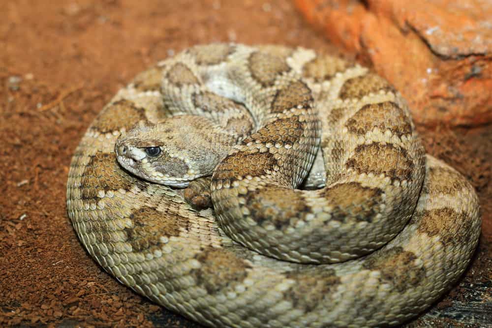 Prairie Rattlesnake coiled with rocks in  the background
