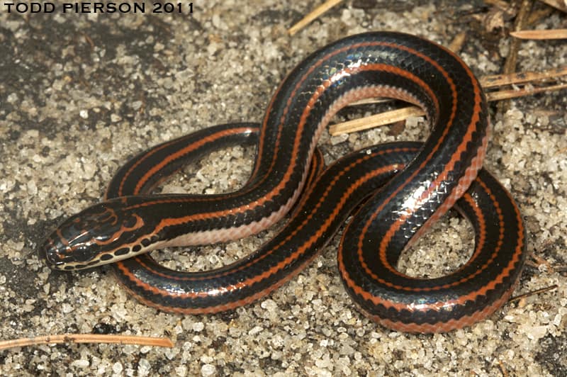 Rainbow Snake on ground