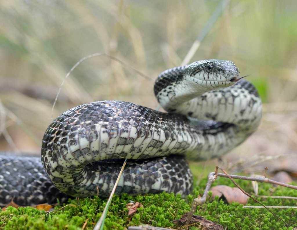 Rat snake with its tongue out on top of grass
