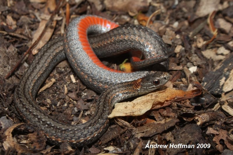 Red-Bellied Snake surrounded by dead leaves and twigs