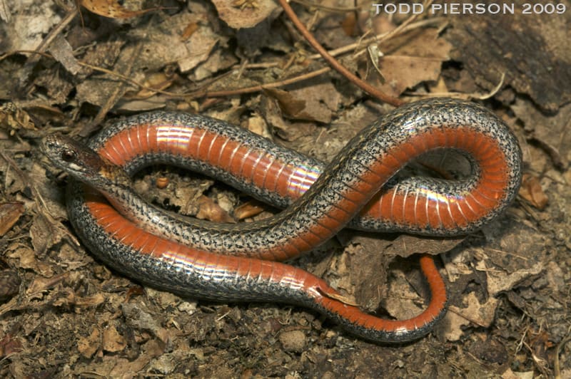 Red-Bellied Snake on top of dead twigs and leaves
