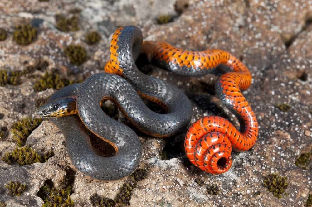 Ring-Necked Snake coiled on top of a rock