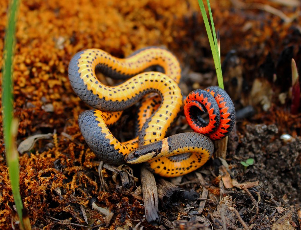 Ring-necked snake coiled on top of dirt and dead grass
